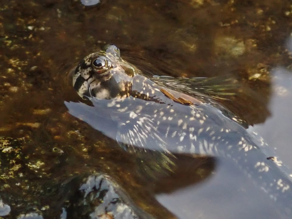ภาพประกอบของ ปลาตั๊กแตนหิน montanoi (Alticus montanoi)