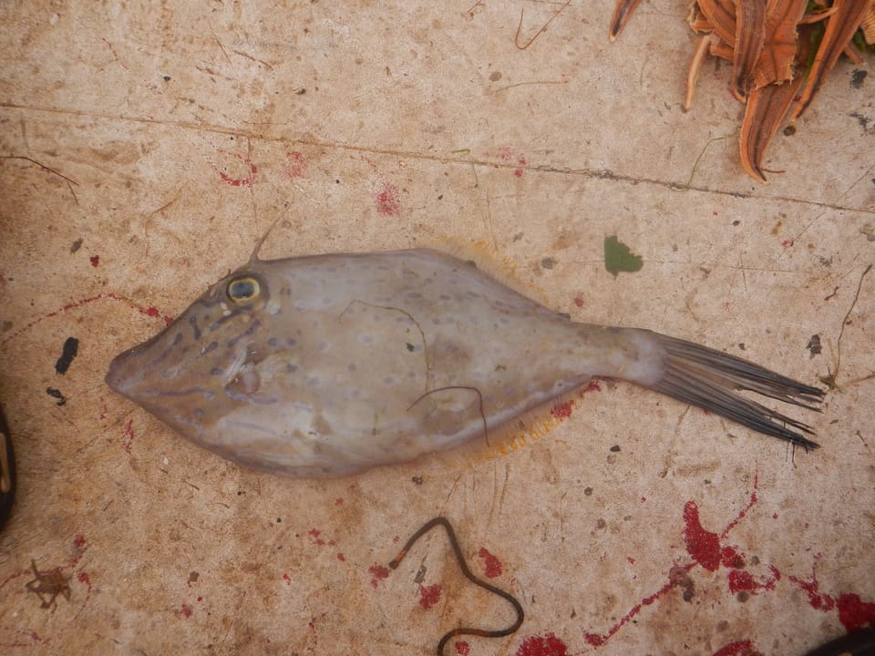 ภาพประกอบของ ปลาวัวหนัง heudelotii (Aluterus heudelotii)