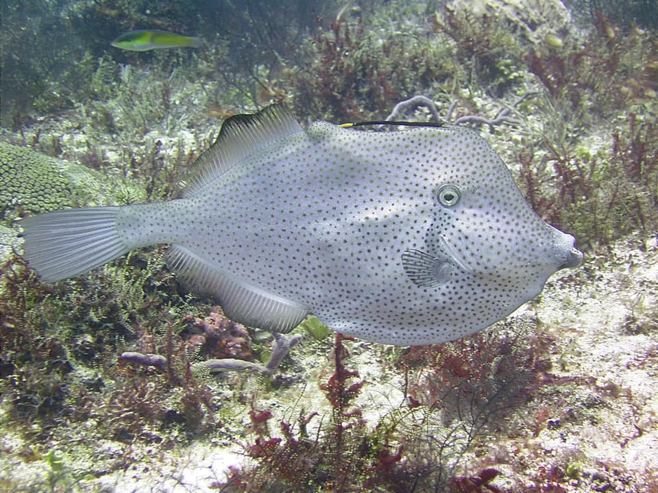 ภาพประกอบของ ปลาวัวหนัง schoepfii (Aluterus schoepfii)