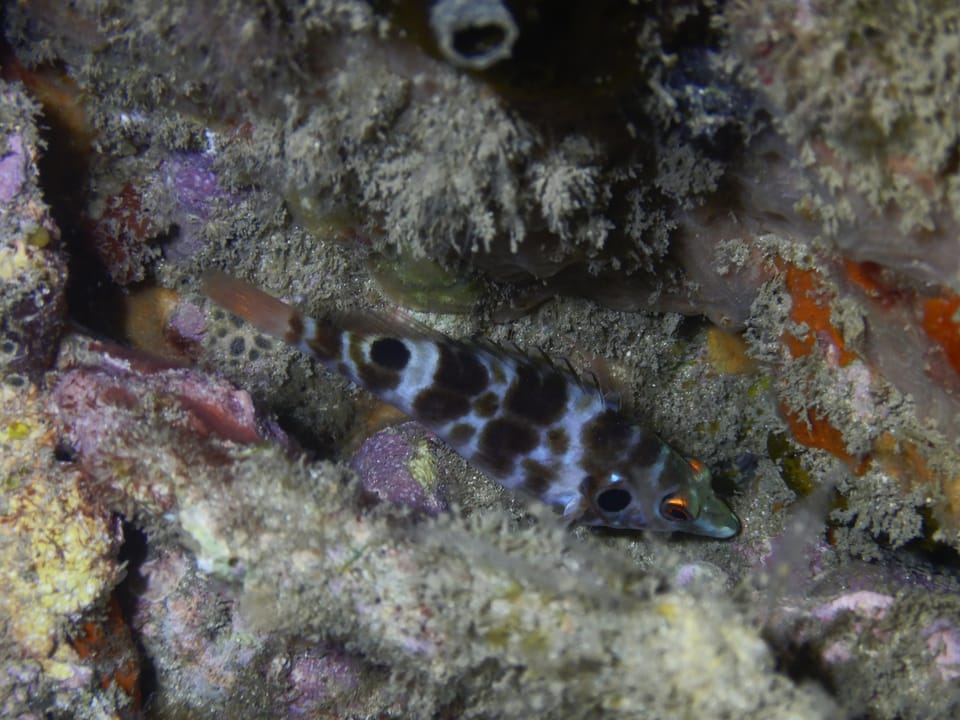 ภาพประกอบของ ปลาเหยี่ยว bimacula (Amblycirrhitus bimacula)