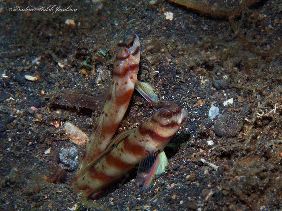 ภาพประกอบของ ปลาบู่ครีบธงบู่ (Amblyeleotris diagonalis)