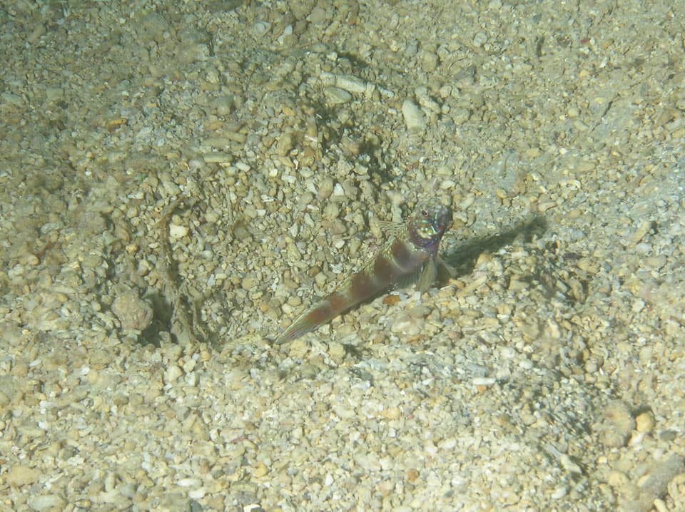 ภาพประกอบของ ปลาบู่ครีบธงบั้งบู่ (Amblyeleotris latifasciata)