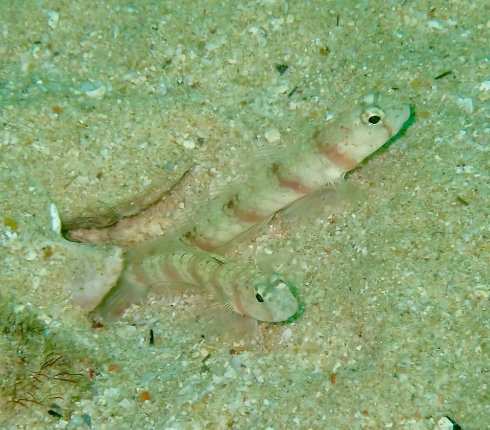 ภาพประกอบของ ปลาบู่ครีบธง triguttata (Amblyeleotris triguttata)