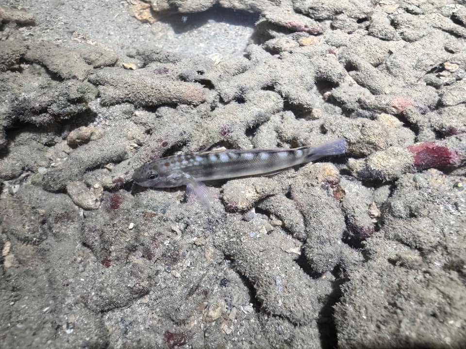 ภาพประกอบของ ปลาบู่บู่ (Amblygobius bynoensis)