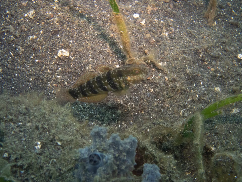 ภาพประกอบของ ปลาบู่บู่ (Amblygobius sphynx)