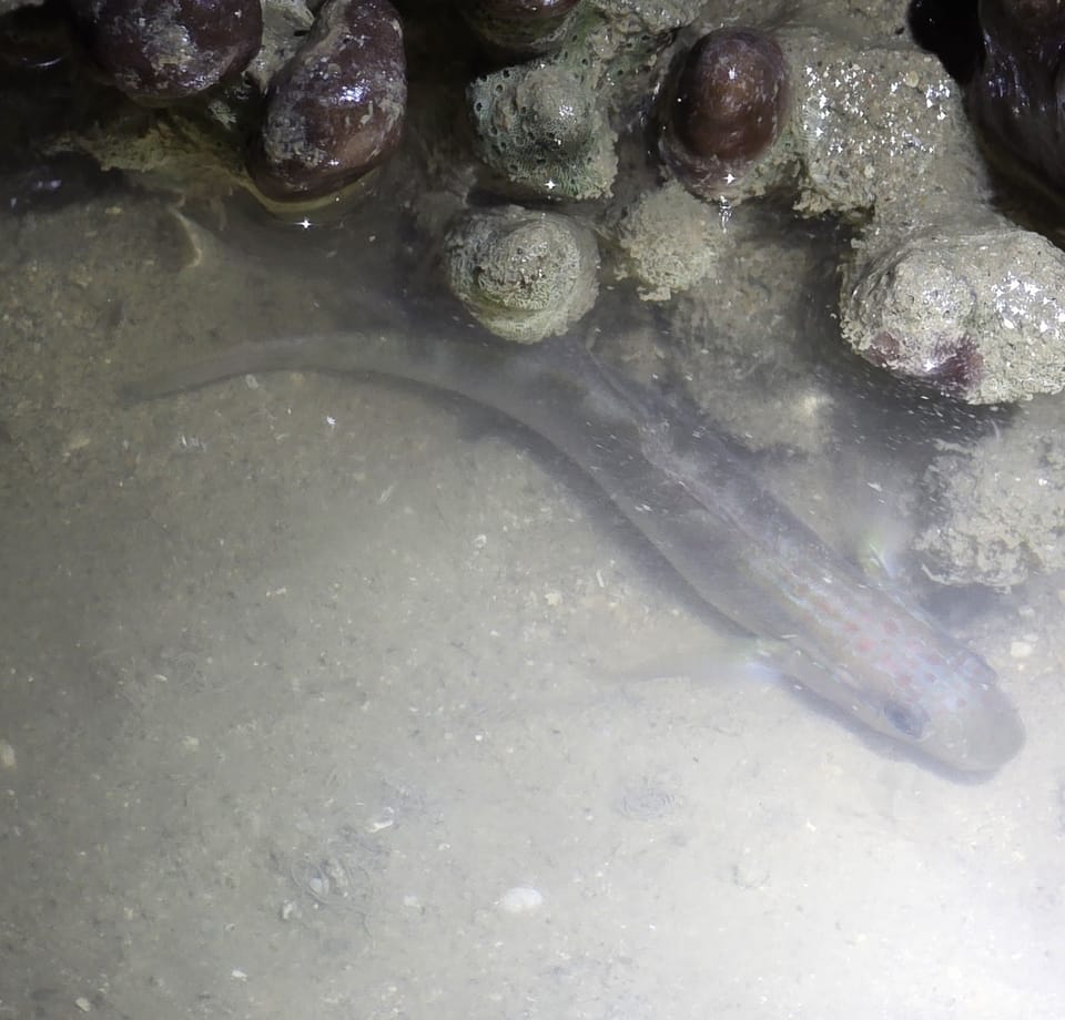 ภาพประกอบของ ปลาบู่บู่ (Amblygobius stethophthalmus)
