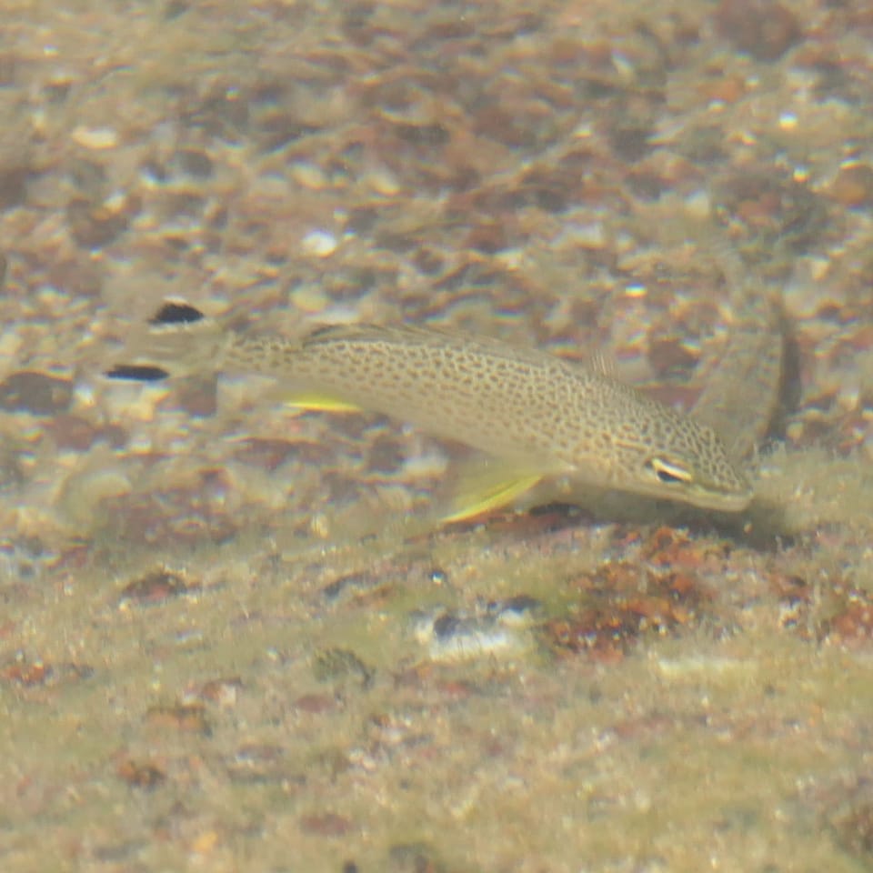 ภาพประกอบของ ปลา caudavittata (Amniataba caudavittata)