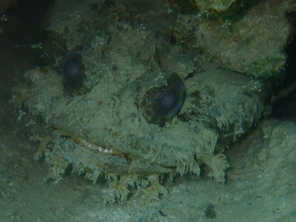 ภาพประกอบของ ปลา cryptocentrus (Amphichthys cryptocentrus)