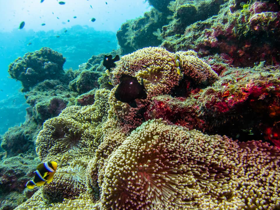 ภาพประกอบของ ปลาการ์ตูน chrysogaster (Amphiprion chrysogaster)