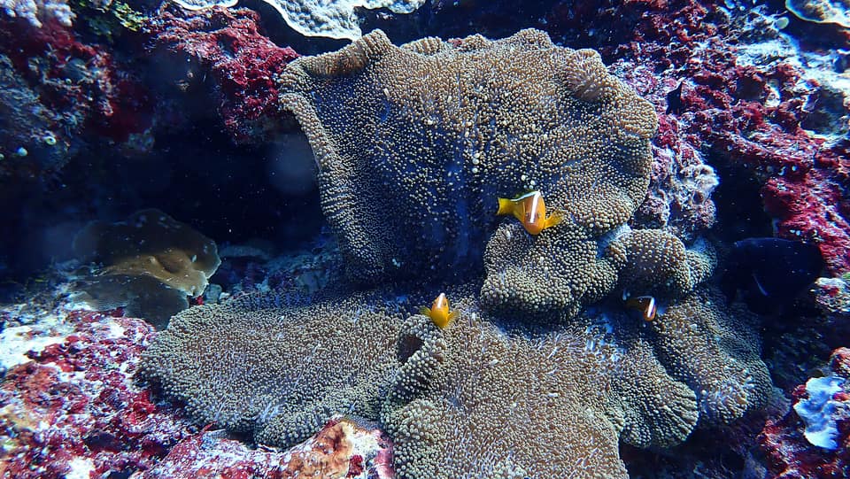 ภาพประกอบของ ปลาการ์ตูนส้มขาวหลังเหลือง (Amphiprion sandaracinos)