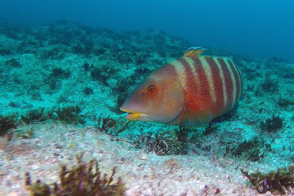 ภาพประกอบของ ปลานกขุนทอง natalensis (Anchichoerops natalensis)