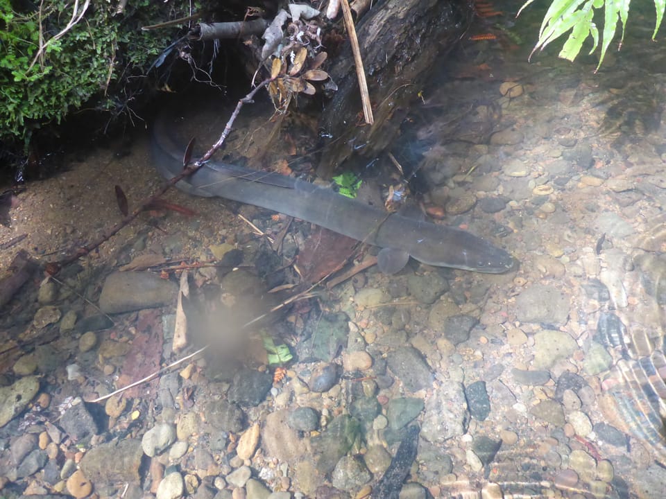 ภาพประกอบของ ปลา dieffenbachii (Anguilla dieffenbachii)