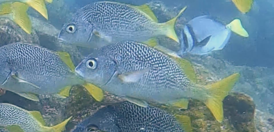 ภาพประกอบของ ปลาสร้อยนกเขา espinozai (Anisotremus espinozai)