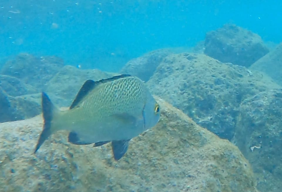 ภาพประกอบของ ปลาสร้อยนกเขา perezponcedeleoni (Anisotremus perezponcedeleoni)