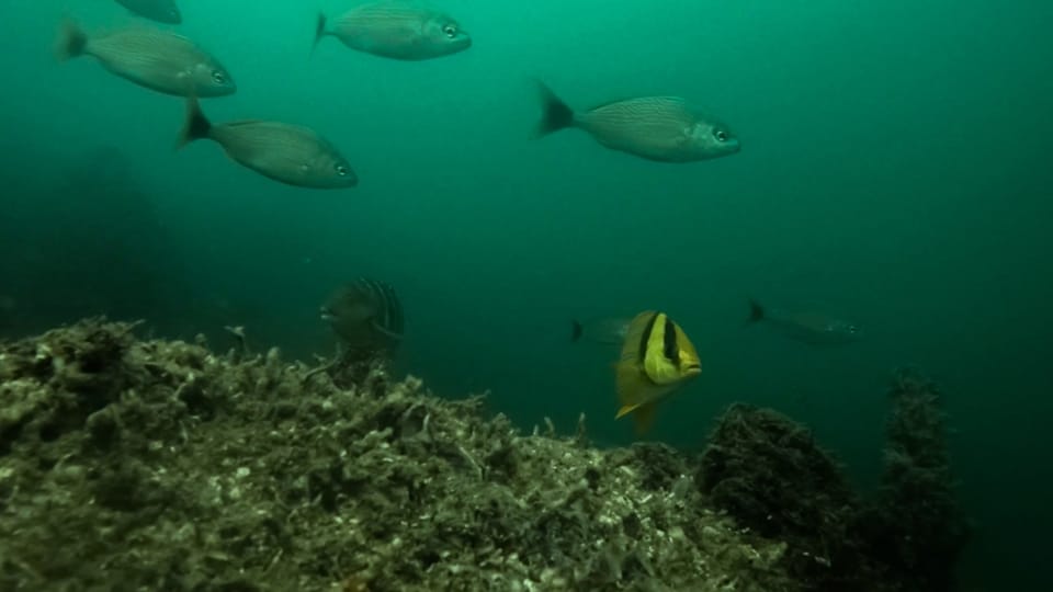 ภาพประกอบของ ปลาสร้อยนกเขา taeniatus (Anisotremus taeniatus)