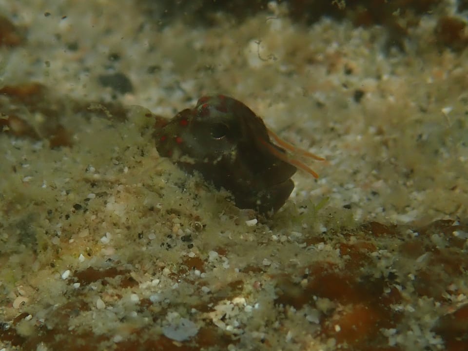 ภาพประกอบของ ปลาตั๊กแตนหินตั๊กแตนหิน (Antennablennius variopunctatus)