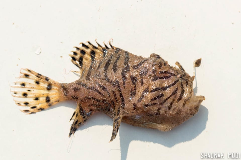 ภาพประกอบของ ปลากบอินเดีย (Antennarius indicus)