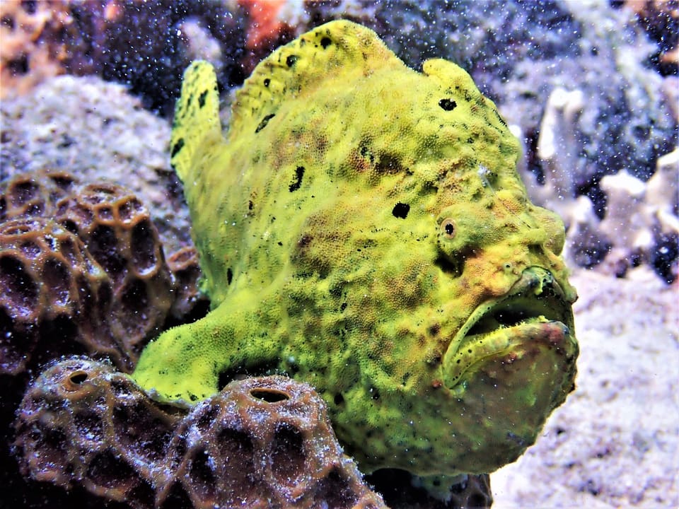 ภาพประกอบของ ปลากบ multiocellatus (Antennarius multiocellatus)