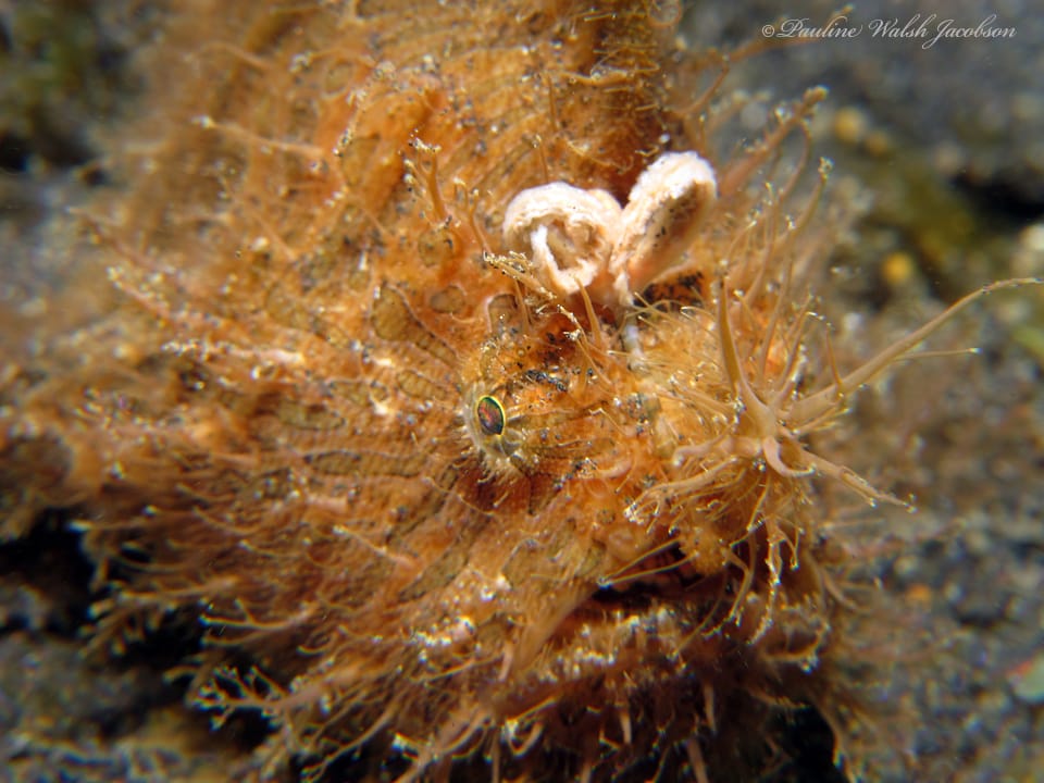 ภาพประกอบของ ปลากบลาย (Antennarius striatus)