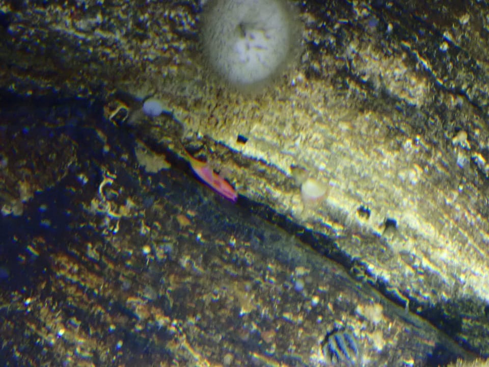 ภาพประกอบของ ปลานางฟ้า asperilinguis (Anthias asperilinguis)
