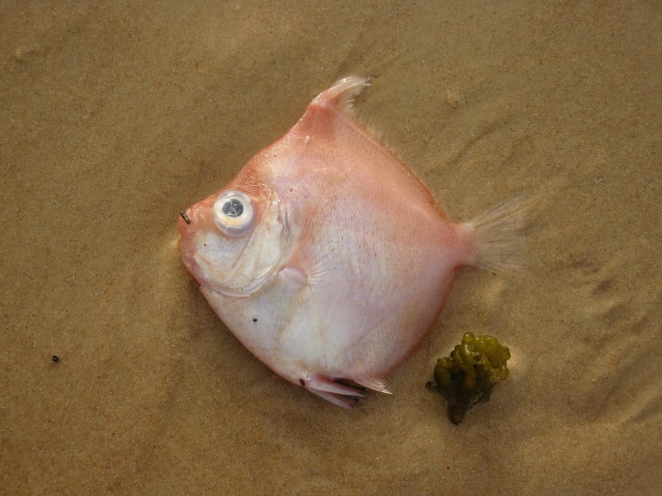 ภาพประกอบของ ปลา capros (Antigonia capros)