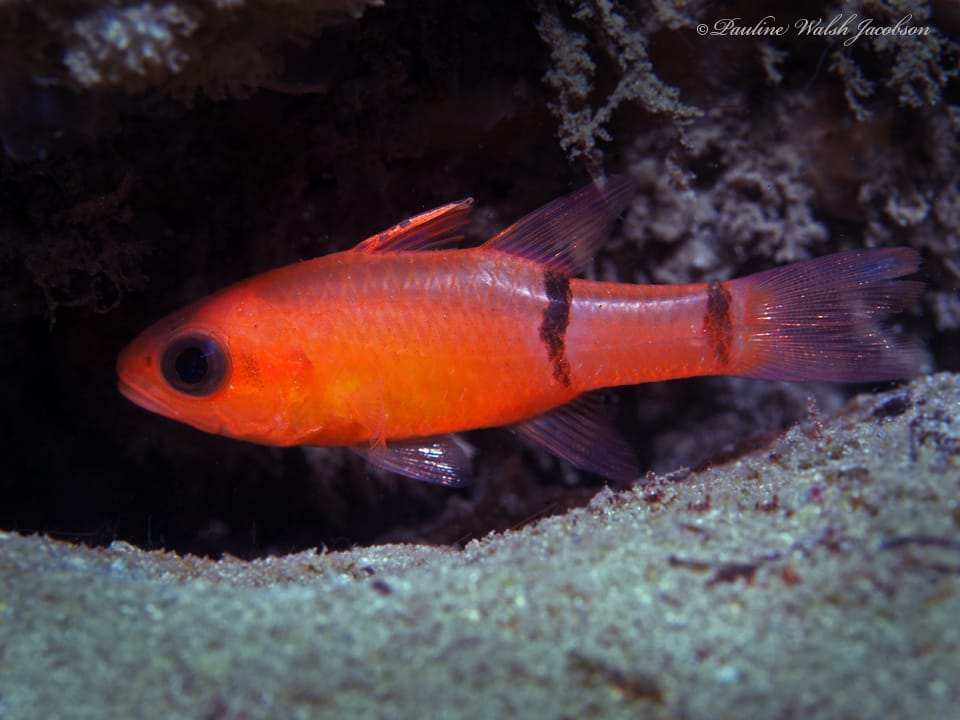 ภาพประกอบของ ปลาอมไข่ลายขวาง (Apogon binotatus)