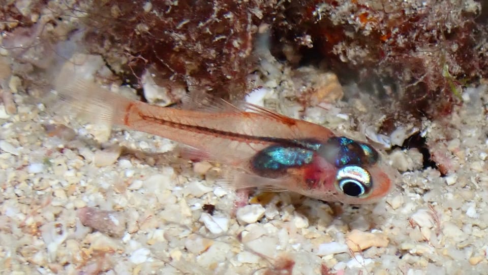 ภาพประกอบของ ปลาอมไข่ erythrinus (Apogon erythrinus)