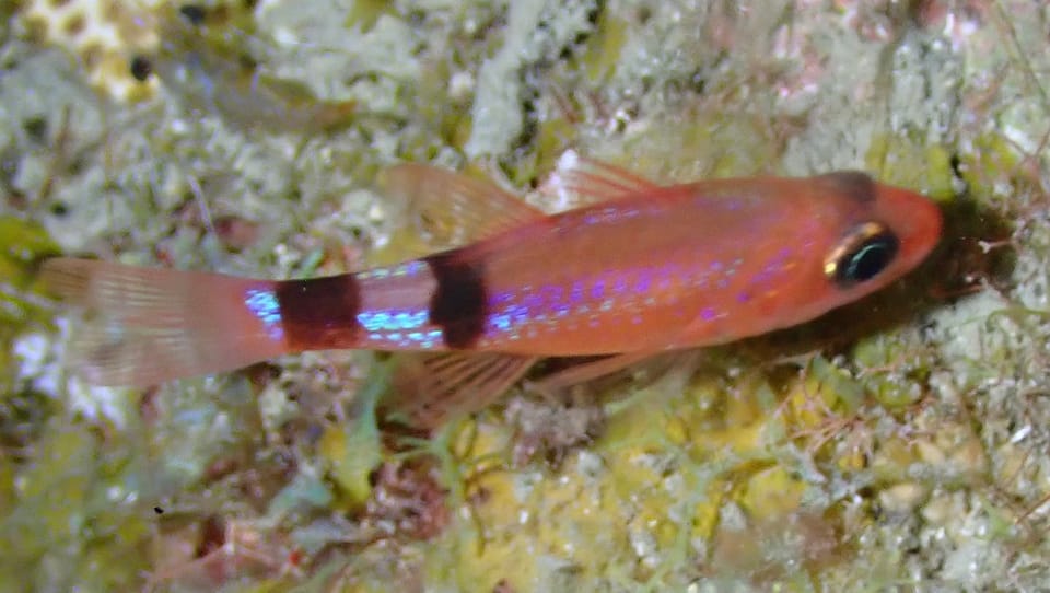 ภาพประกอบของ ปลาอมไข่เลียนแบบ (Apogon phenax)
