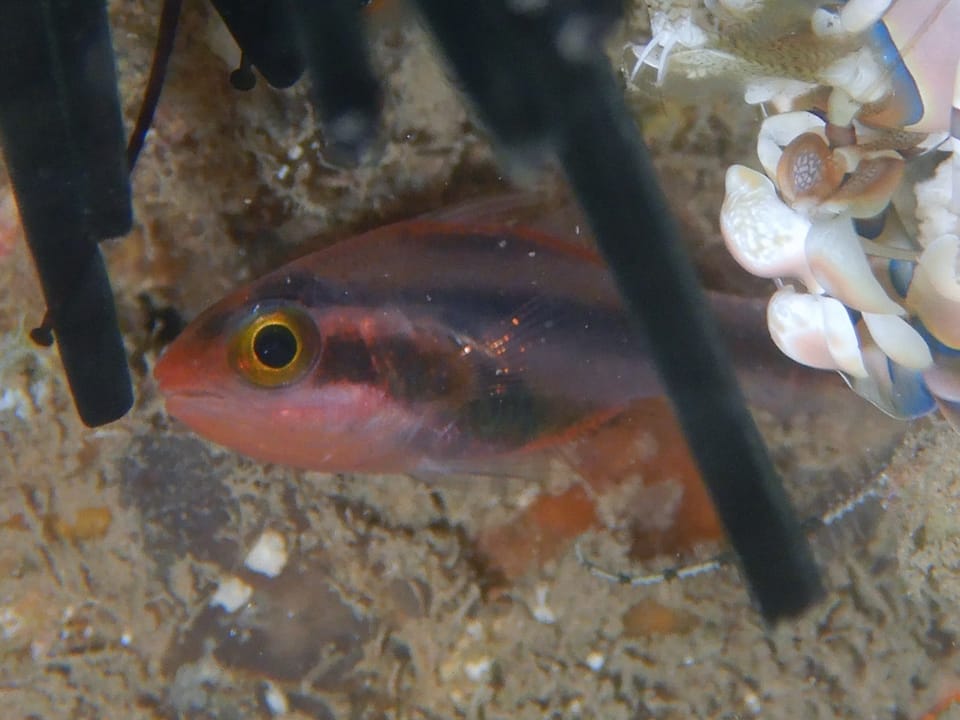 ภาพประกอบของ ปลาอมไข่ครึ่งบั้ง (Apogon semiornatus)