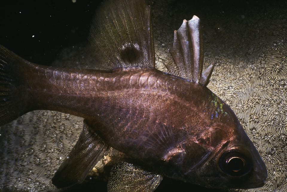 ภาพประกอบของ ปลาอมไข่ดำ (Apogonichthyoides melas)