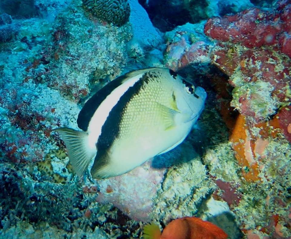 ภาพประกอบของ ปลาสินสมุทร griffisi (Apolemichthys griffisi)