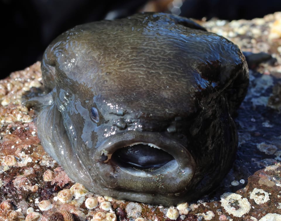 ภาพประกอบของ ปลา ventricosus (Aptocyclus ventricosus)