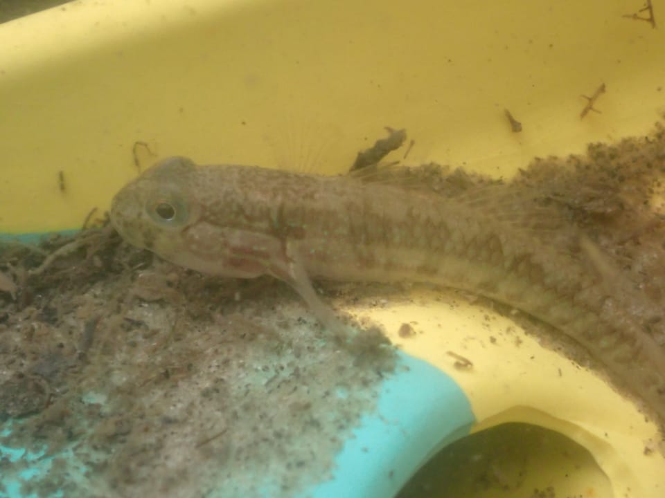 ภาพประกอบของ ปลาบู่ลายบั้งบู่ (Arenigobius frenatus)