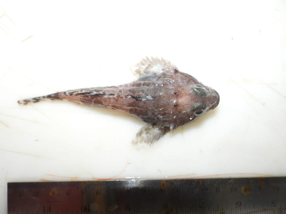 ภาพประกอบของ ปลา atlanticus (Artediellus atlanticus)