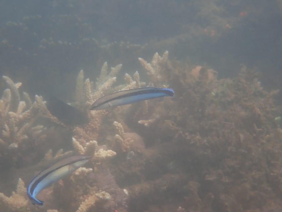 ภาพประกอบของ ปลาตั๊กแตนหินทำความสะอาดเลียนแบบ (Aspidontus taeniatus)