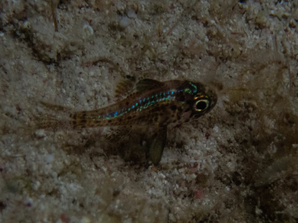 ภาพประกอบของ ปลาอมไข่ puncticulatus (Astrapogon puncticulatus)
