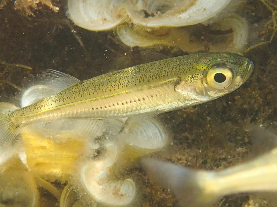 ภาพประกอบของ ปลา boyeri (Atherina boyeri)