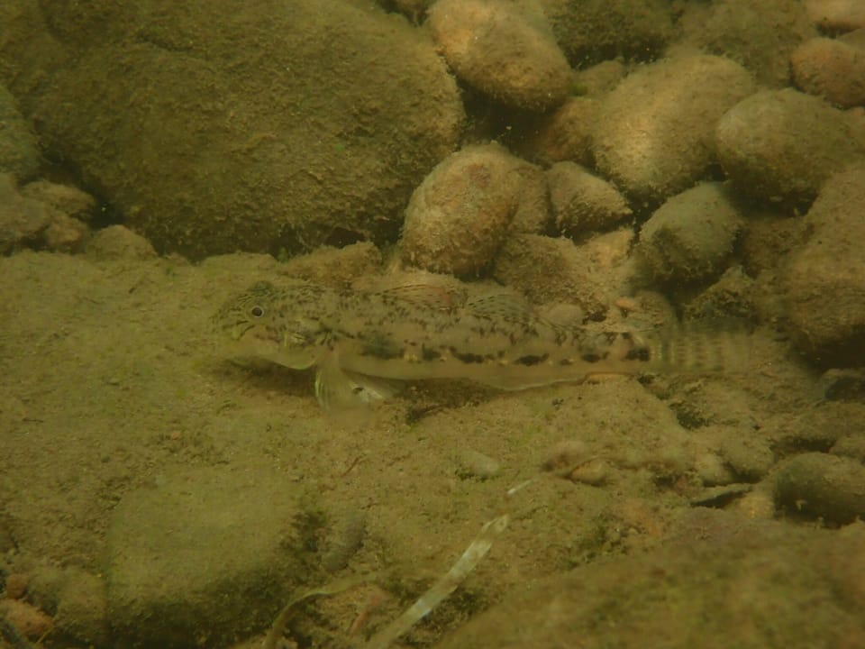 ภาพประกอบของ ปลาบู่บู่ (Awaous melanocephalus)