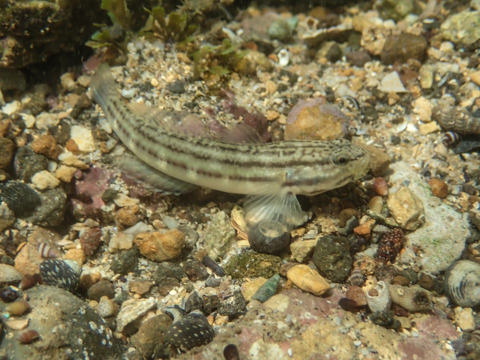 ภาพประกอบของ ปลาบู่ casamancus (Bathygobius casamancus)