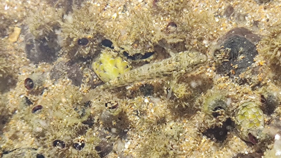 ภาพประกอบของ ปลาบู่ลายจุด (Bathygobius geminatus)