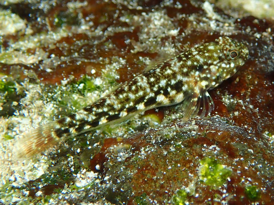 ภาพประกอบของ ปลาบู่ lineatus (Bathygobius lineatus)