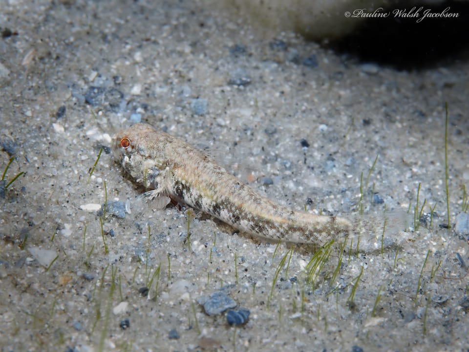 ภาพประกอบของ ปลาบู่ mystacium (Bathygobius mystacium)