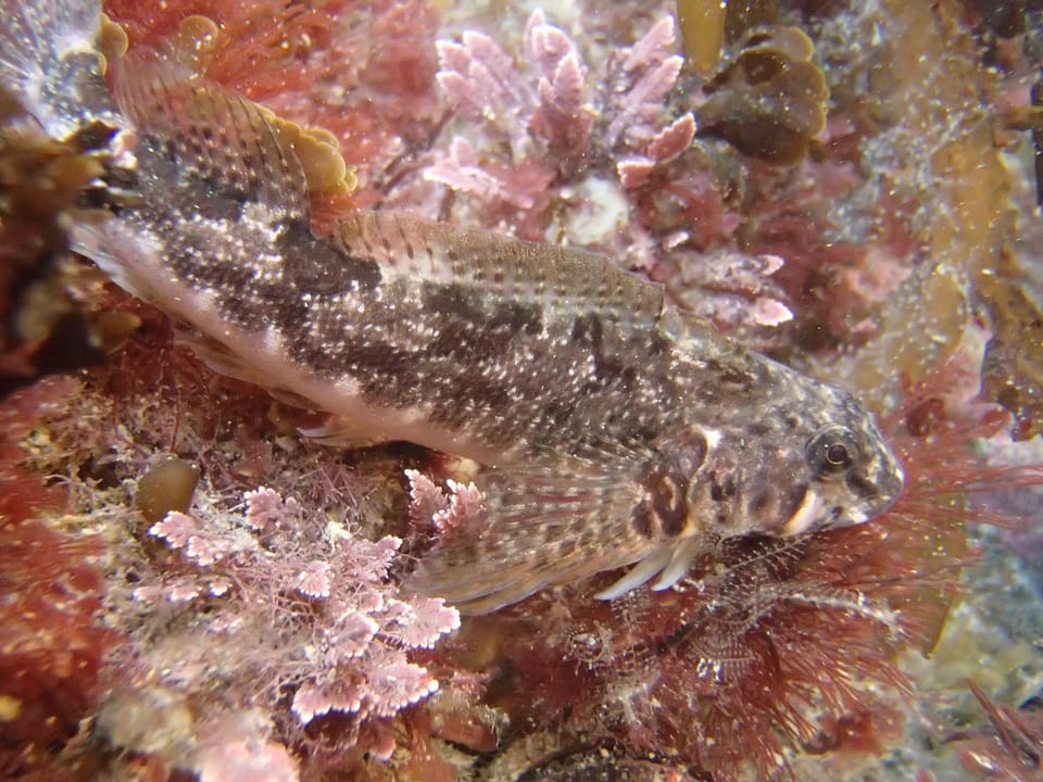 ภาพประกอบของ ปลา medius (Bellapiscis medius)
