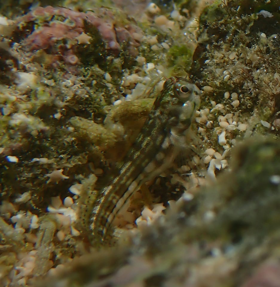 ภาพประกอบของ ปลาตั๊กแตนหินลายเส้น (Blenniella caudolineata)