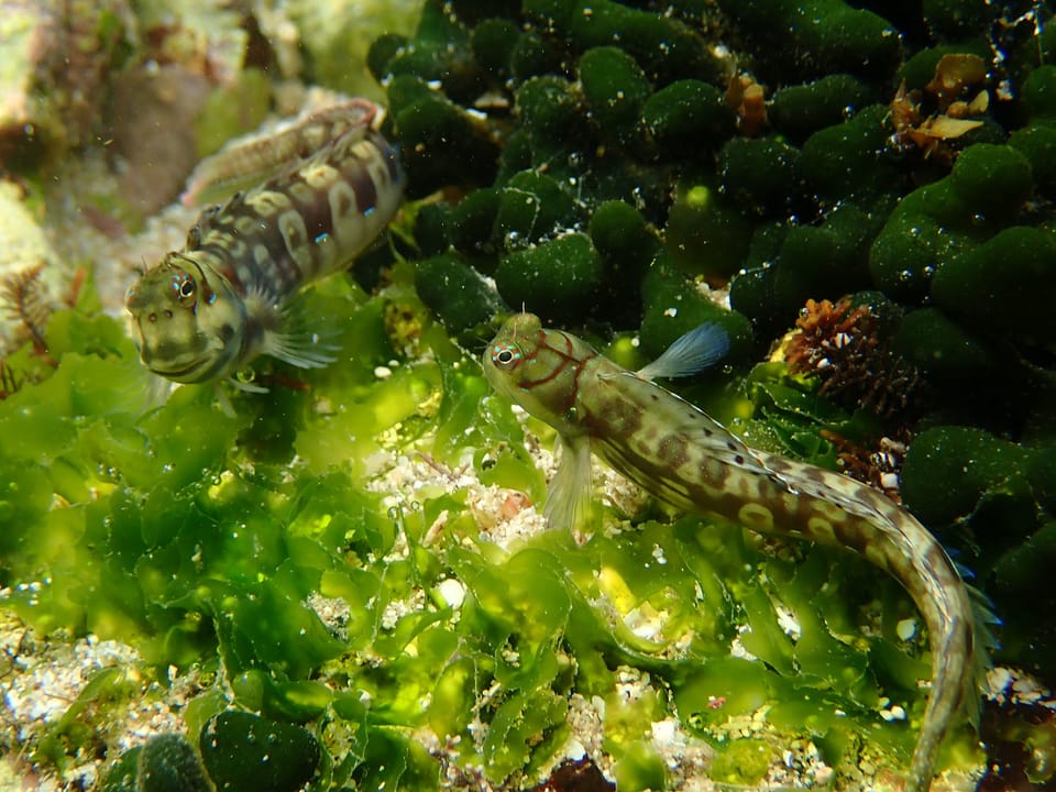 ภาพประกอบของ ปลาตั๊กแตนหินตั๊กแตนหิน (Blenniella interrupta)