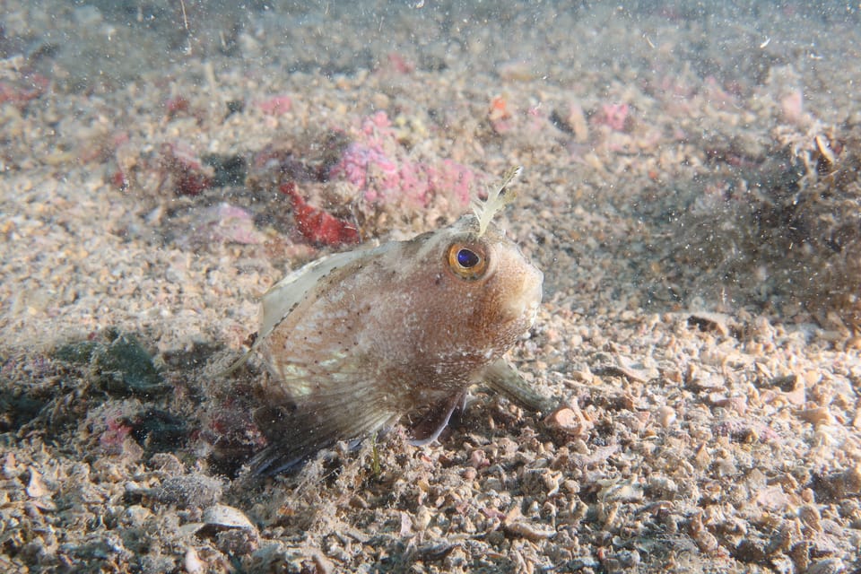 ภาพประกอบของ ปลาตั๊กแตนหินตั๊กแตนหิน (Blennius ocellaris)