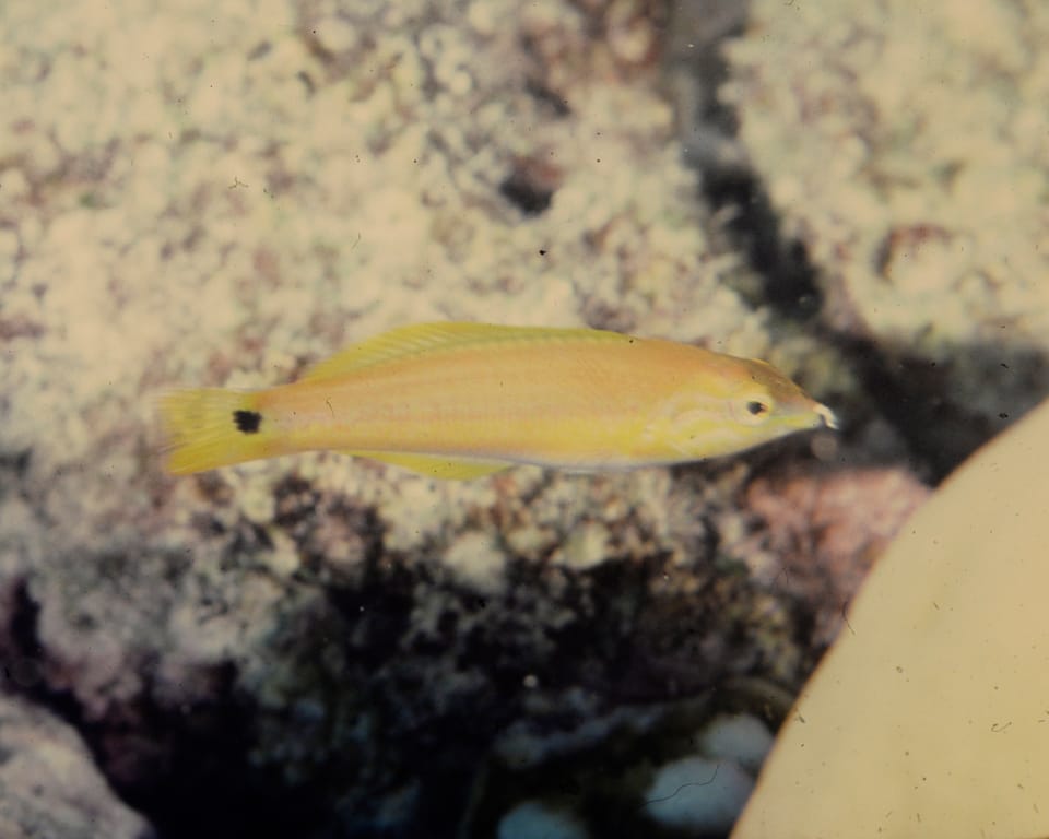 ภาพประกอบของ ปลานกขุนทองสองจุด (Bodianus bimaculatus)