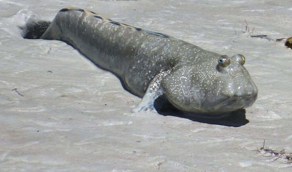 ภาพประกอบของ ปลาบู่น้ำเงินลายจุด (Boleophthalmus caeruleomaculatus)