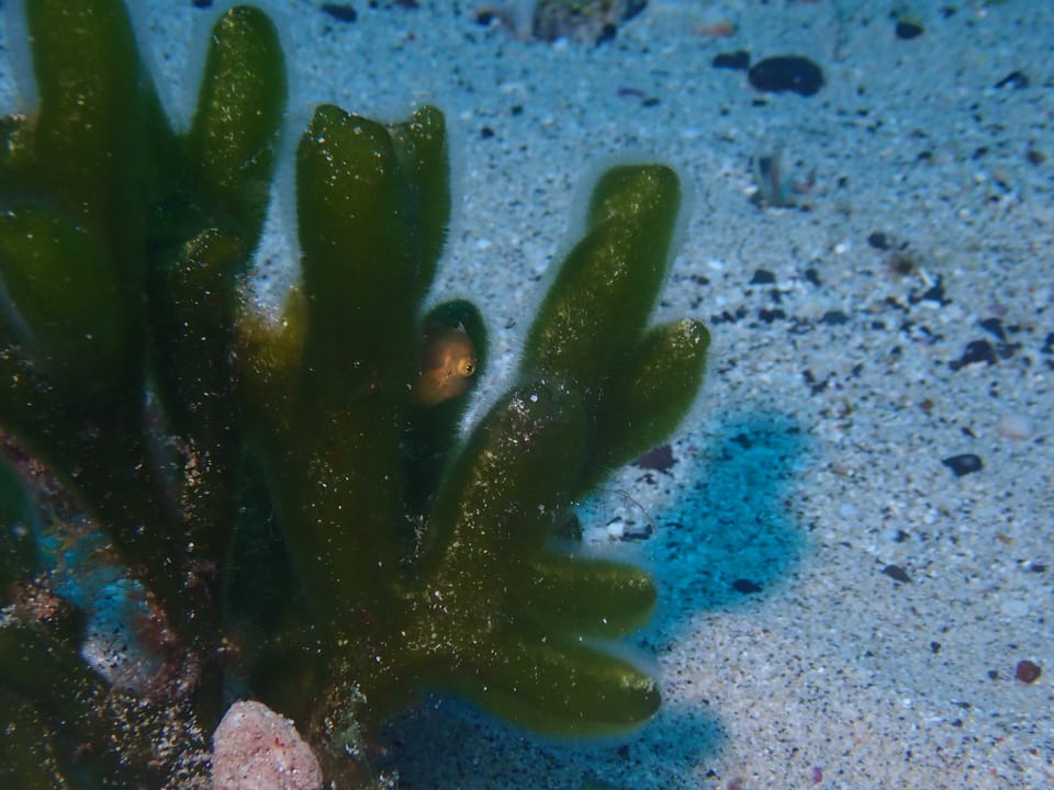 ภาพประกอบของ ปลาวัวหนัง taylori (Brachaluteres taylori)