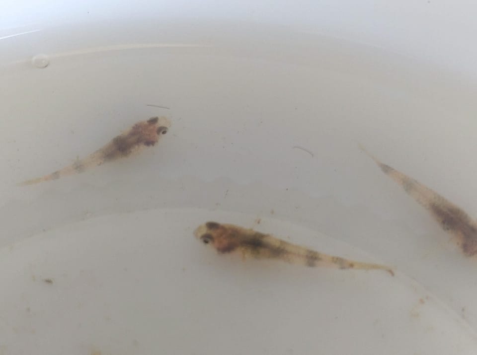 ภาพประกอบของ ปลาบู่บู่ (Brachygobius aggregatus)